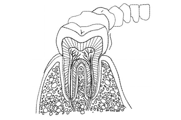 Anatomy of Teeth: A Designer’s Review for Boutique Apparel